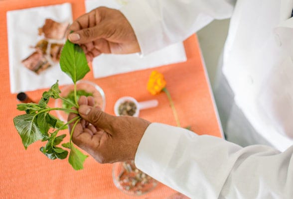 Manos de un científico examinando plantas naturales usadas como ingredientes. Amway cuenta con más de 800 patentes. Inversión en innovación de productos.